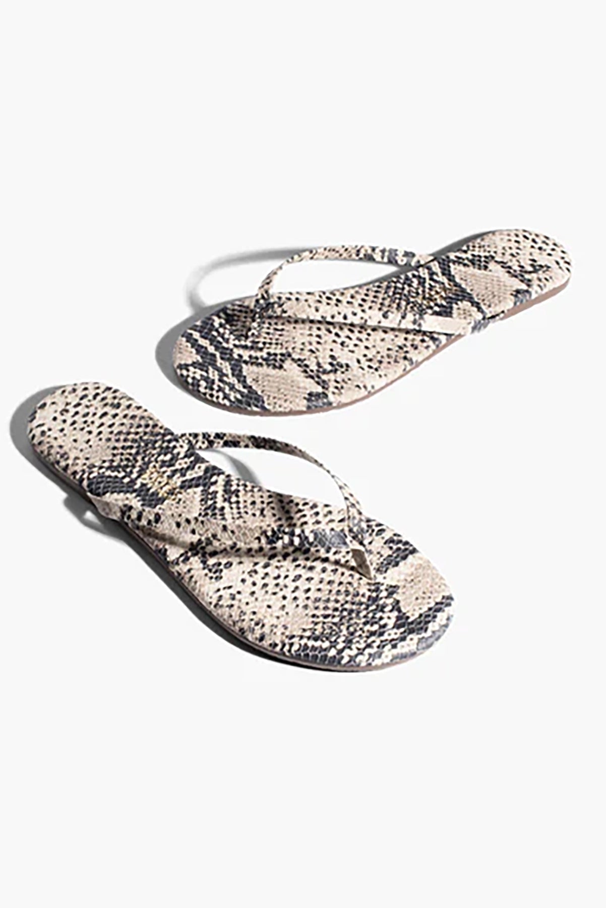 Tkees Studio Exotic - Sandsnake